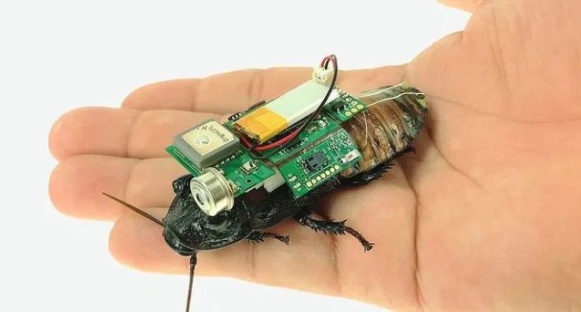 En Japón, se creó una cucaracha cyborg para operaciones de rescate En Japón, se creó una cucaracha cyborg para operaciones de rescate
