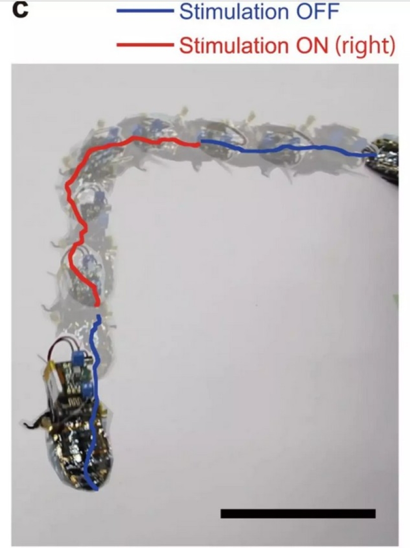 En Japón, se creó una cucaracha cyborg para operaciones de rescate En Japón, se creó una cucaracha cyborg para operaciones de rescate