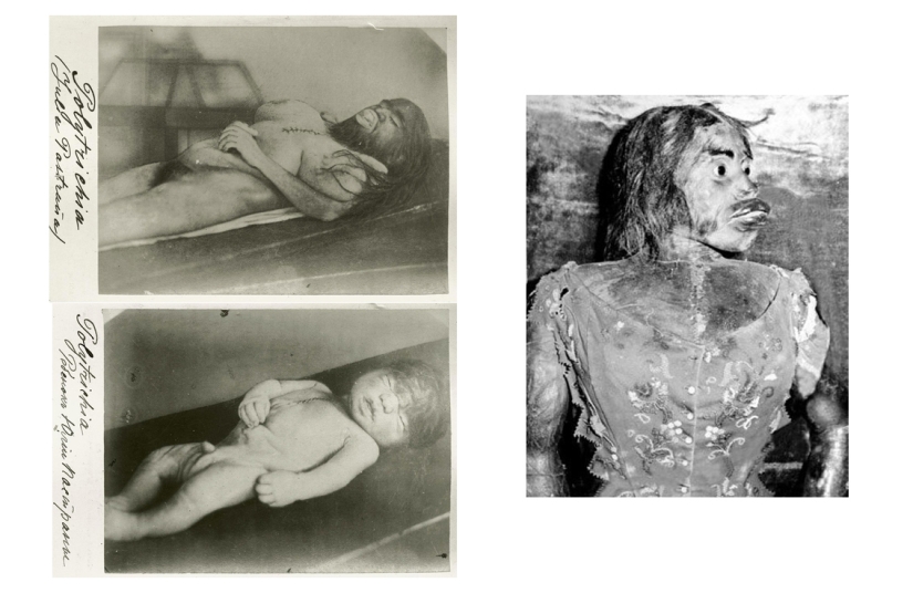 En la cara de un interior terrible y amable: la vida y muerte de una Julia barbuda, una monita de México