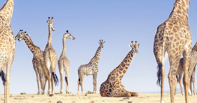 En la lente de la naturaleza: impresionantes imágenes del Concurso de Fotógrafos de Viajes de National Geographic 2018