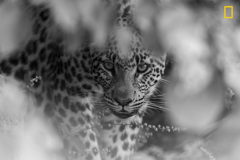 En la lente de la naturaleza: impresionantes imágenes del Concurso de Fotógrafos de Viajes de National Geographic 2018