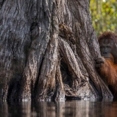 En los bosques de Borneo, un orangután acudió en ayuda de un hombre y se metió en el marco