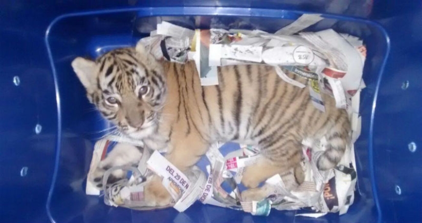 En México, un cachorro de tigre fue inyectado con sedantes y enviado por correo en una caja de plástico En México, un cachorro de tigre fue inyectado con sedantes y enviado por correo en una caja de plástico