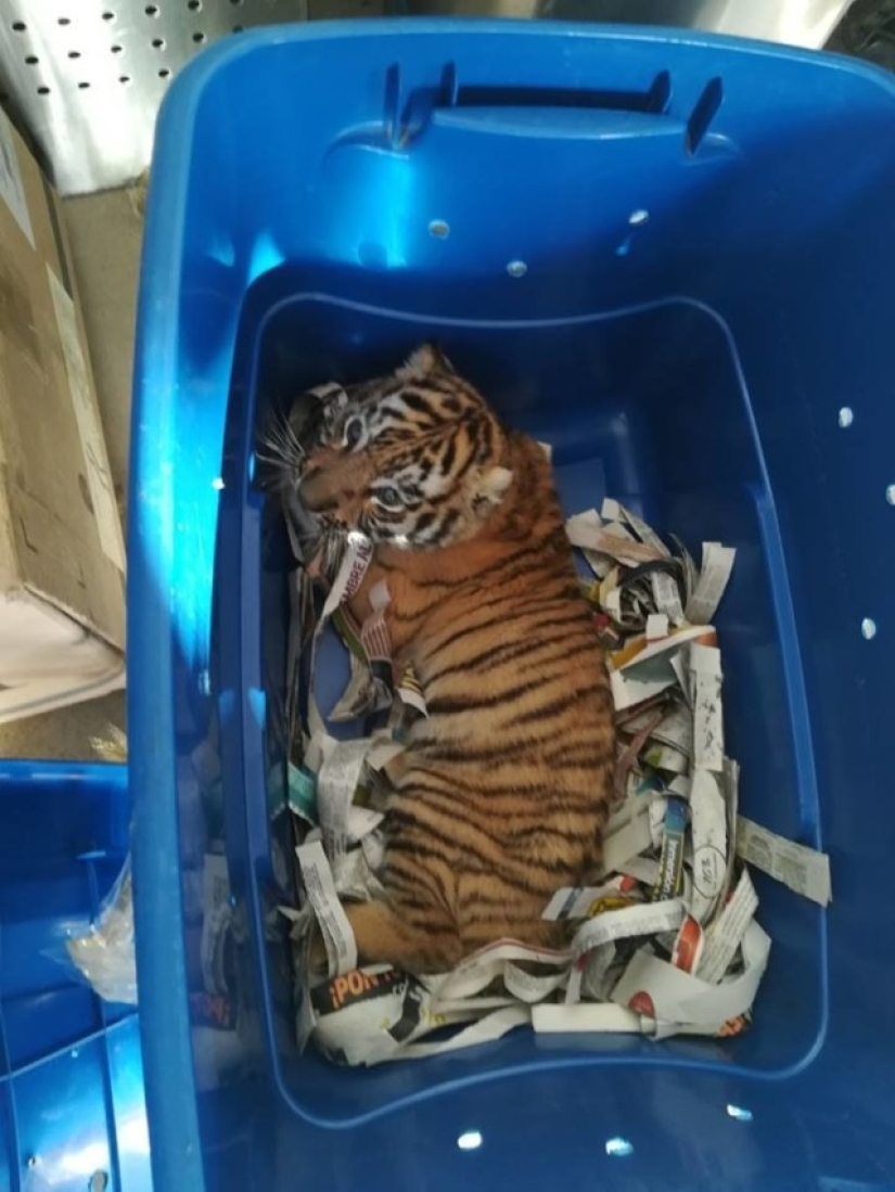 En México, un cachorro de tigre fue inyectado con sedantes y enviado por correo en una caja de plástico En México, un cachorro de tigre fue inyectado con sedantes y enviado por correo en una caja de plástico