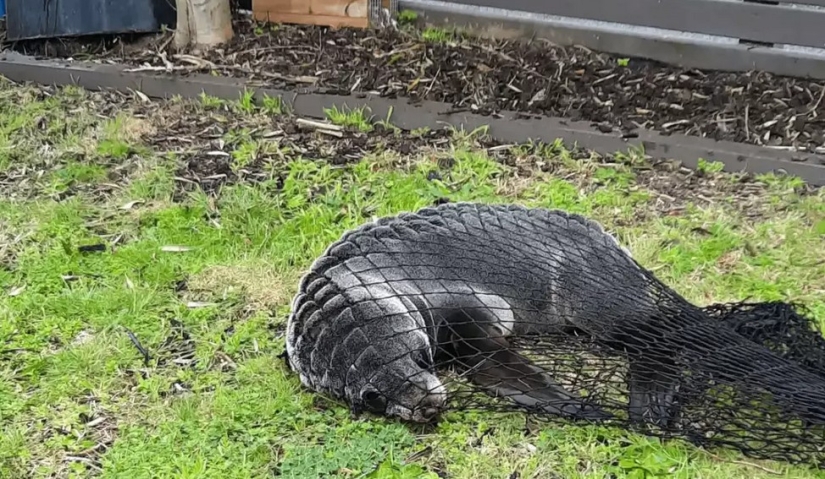 En Nueva Zelanda, una foca entró en la casa y tomó el lugar de un gato