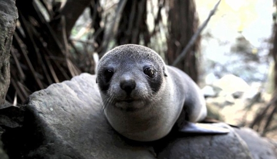 En Nueva Zelanda, una foca entró en la casa y tomó el lugar de un gato
