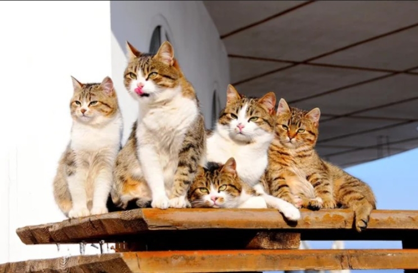 En Polonia, se estableció que los gatos son una especie exótica para su país