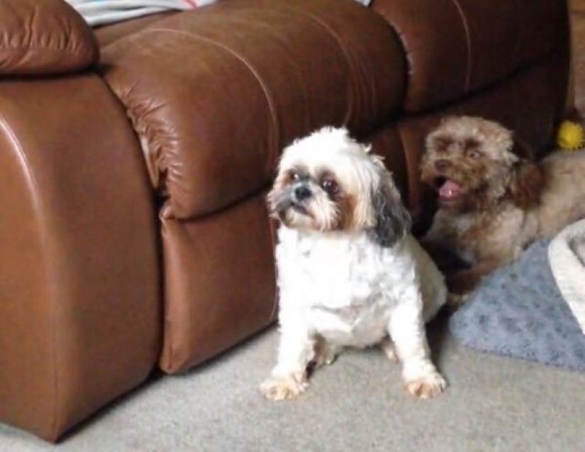 En Reddit se encontró un perro con rostro humano, que incluso sabe guiñar un ojo con astucia