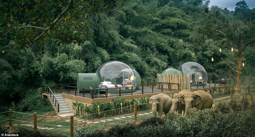 En Tailandia, el hotel ofrece alojarse en habitaciones de burbujas transparentes En Tailandia, el hotel ofrece alojarse en habitaciones de burbujas transparentes