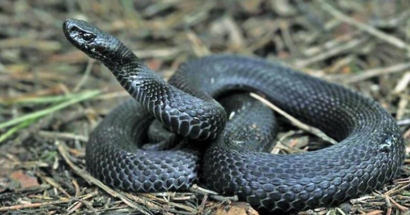 En Turquía, una niña de 2 años fue mordida por una serpiente que la atacó En Turquía, una niña de 2 años fue mordida por una serpiente que la atacó