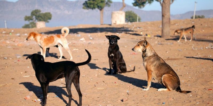 "En unos meses aullarás como un lobo": la historia de una mujer moscovita que se mudó a vivir a Chipre