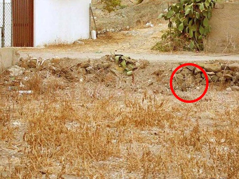 Encuentra un gato: astuto bigotudo a rayas, que no se puede encontrar en la foto