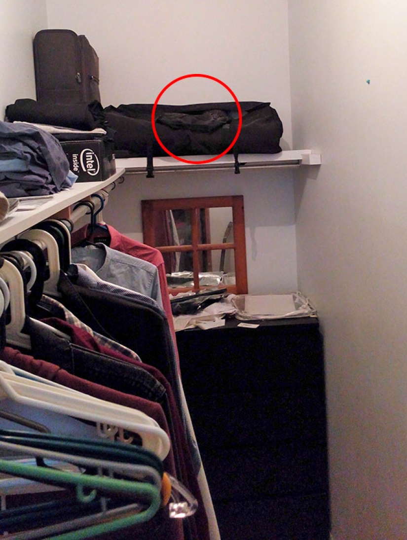 Encuentra un gato: astuto bigotudo a rayas, que no se puede encontrar en la foto