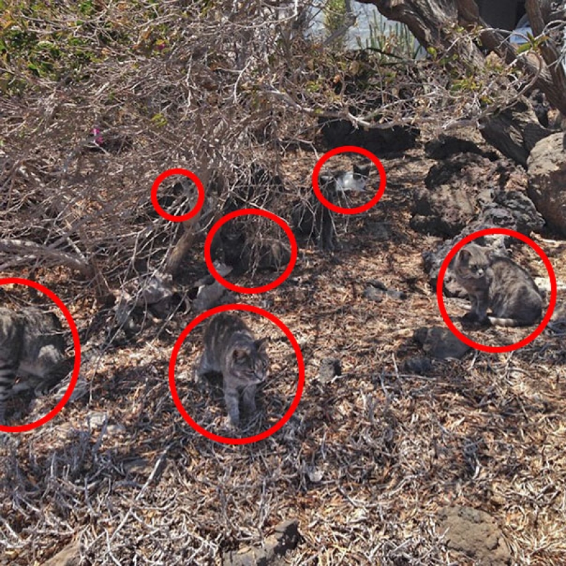 Encuentra un gato: astuto bigotudo a rayas, que no se puede encontrar en la foto