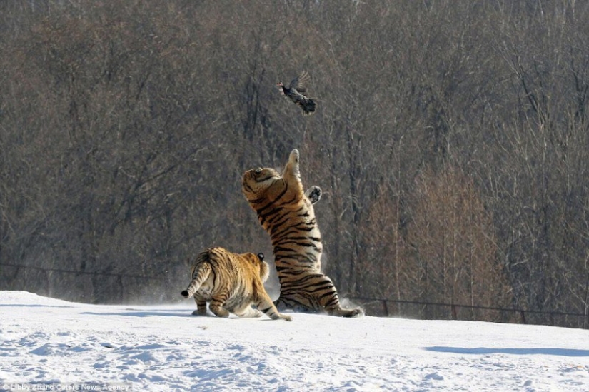 Epic fall of a tiger as a result of an unsuccessful attempt to catch a bird