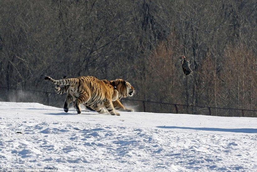 Epic fall of a tiger as a result of an unsuccessful attempt to catch a bird
