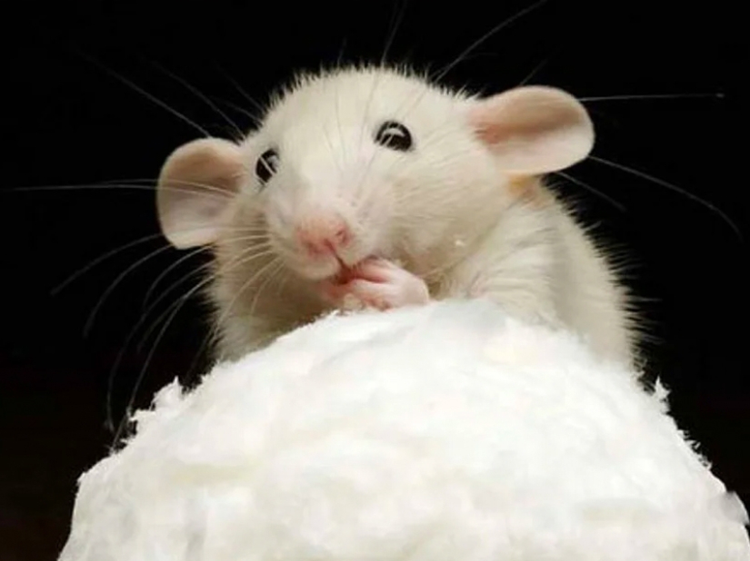 ¿Es el azúcar tan malo como se pinta?