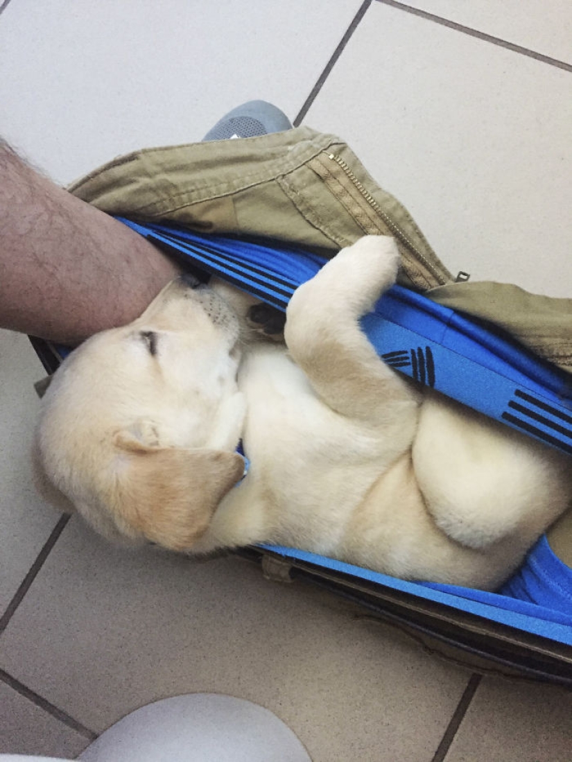 "Es hora de comprar pantalones más grandes": un cachorro de labrador no puede dejar a su dueño ni siquiera en el baño