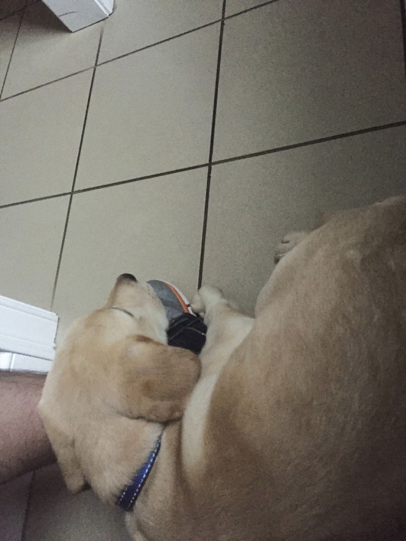 "Es hora de comprar pantalones más grandes": un cachorro de labrador no puede dejar a su dueño ni siquiera en el baño