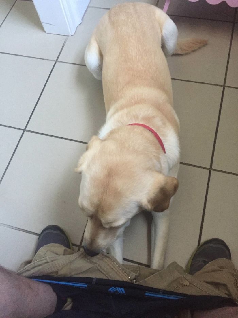 "Es hora de comprar pantalones más grandes": un cachorro de labrador no puede dejar a su dueño ni siquiera en el baño