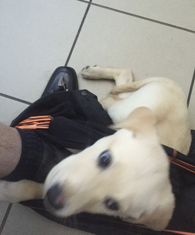 "Es hora de comprar pantalones más grandes": un cachorro de labrador no puede dejar a su dueño ni siquiera en el baño