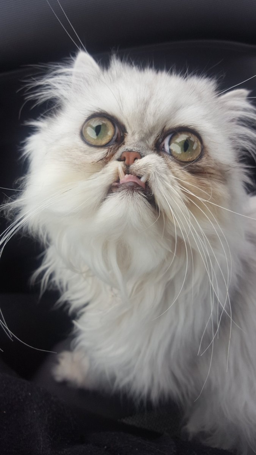 "Es un animal de peluche o un gato vivo?": este hocico bien puede convertirse en un nuevo meme sobre la desesperación