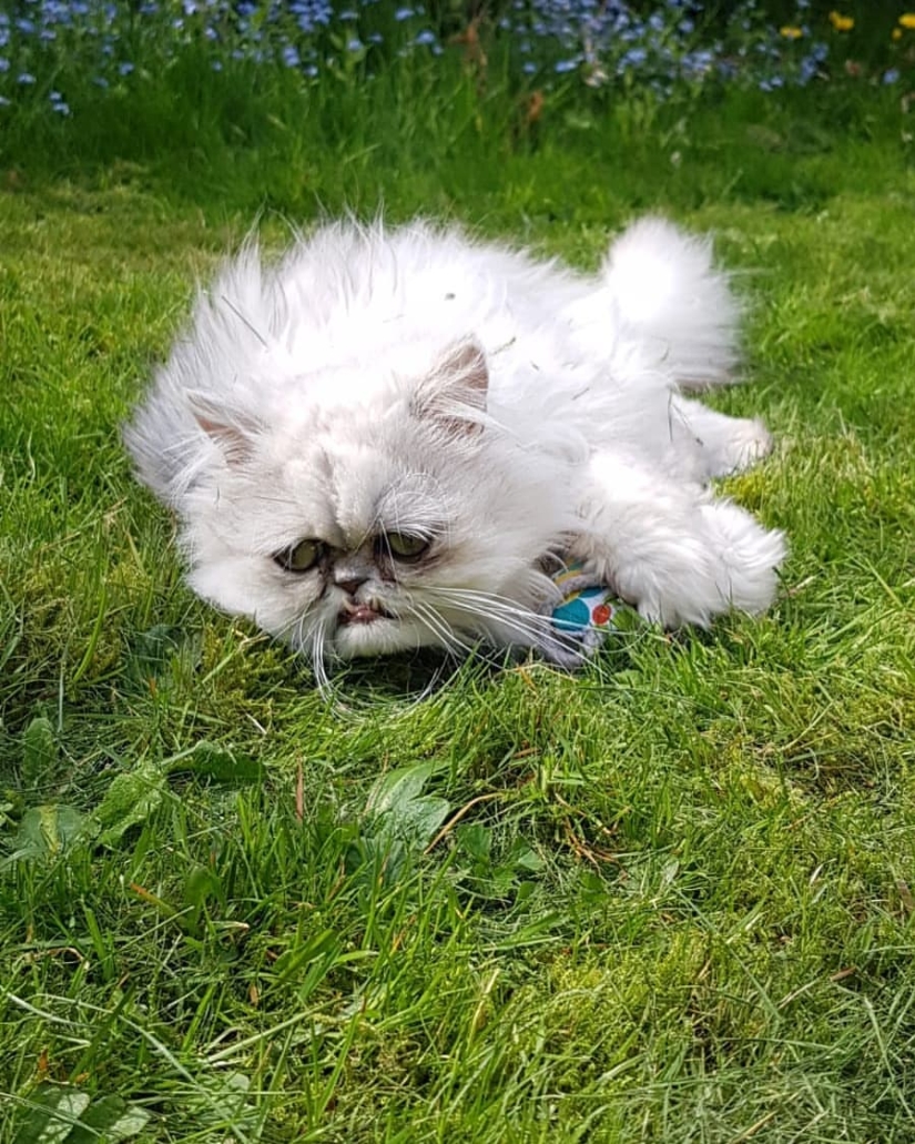 "Es un animal de peluche o un gato vivo?": este hocico bien puede convertirse en un nuevo meme sobre la desesperación