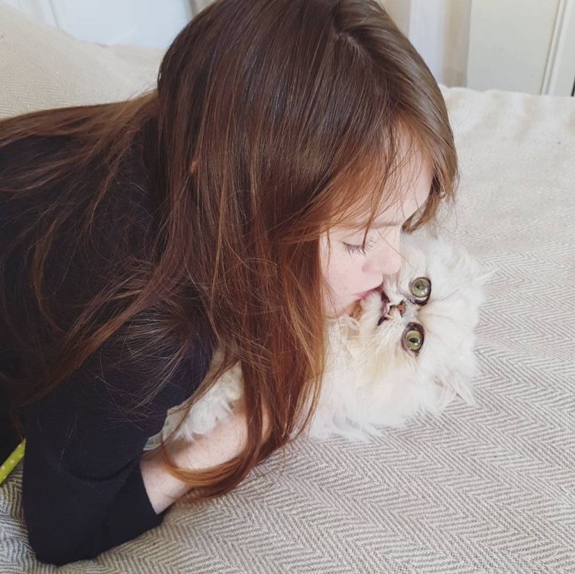 "Es un animal de peluche o un gato vivo?": este hocico bien puede convertirse en un nuevo meme sobre la desesperación