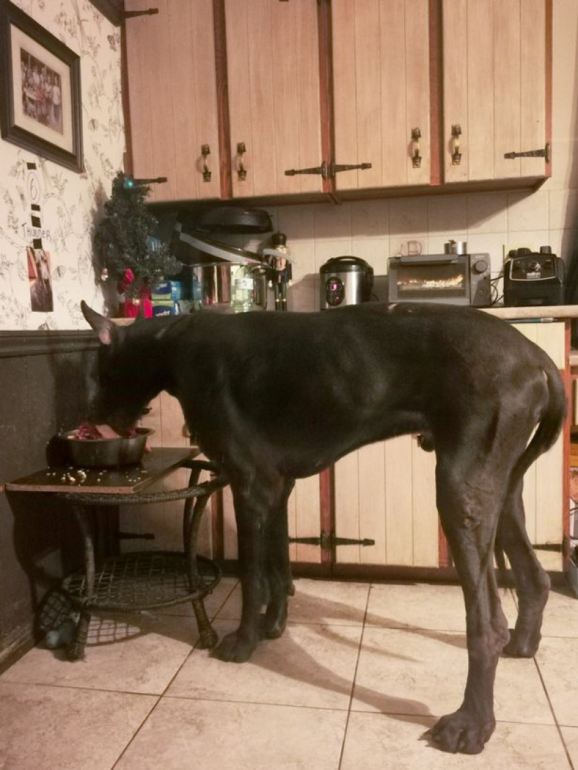 Es un perro o un caballo? El Gran Trueno Danés mide más de 2 metros de altura y pesa 95 kilos