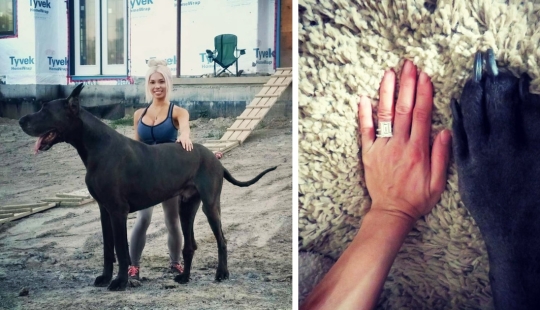 Es un perro o un caballo? El Gran Trueno Danés mide más de 2 metros de altura y pesa 95 kilos