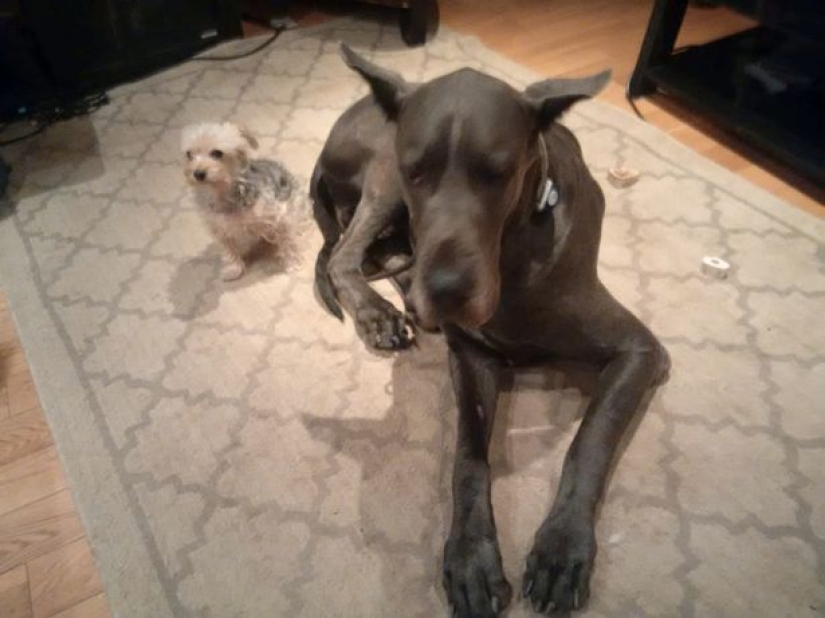 Es un perro o un caballo? El Gran Trueno Danés mide más de 2 metros de altura y pesa 95 kilos