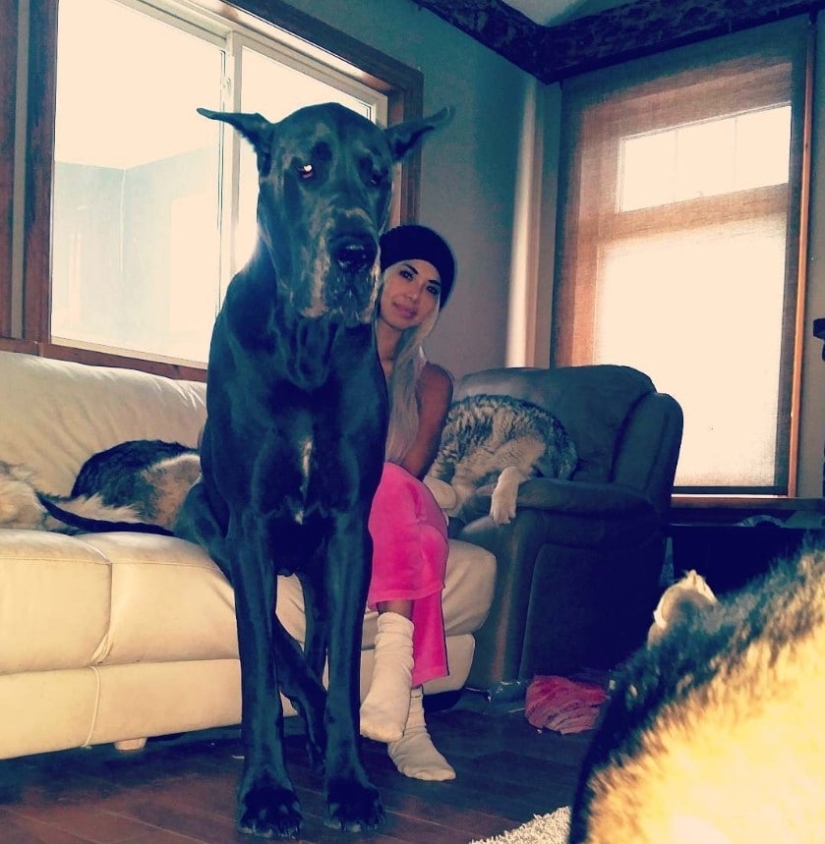 Es un perro o un caballo? El Gran Trueno Danés mide más de 2 metros de altura y pesa 95 kilos