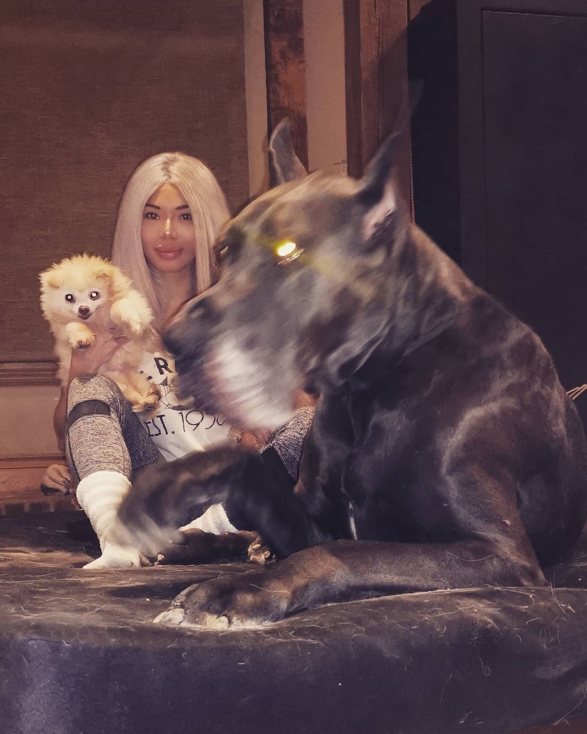 Es un perro o un caballo? El Gran Trueno Danés mide más de 2 metros de altura y pesa 95 kilos