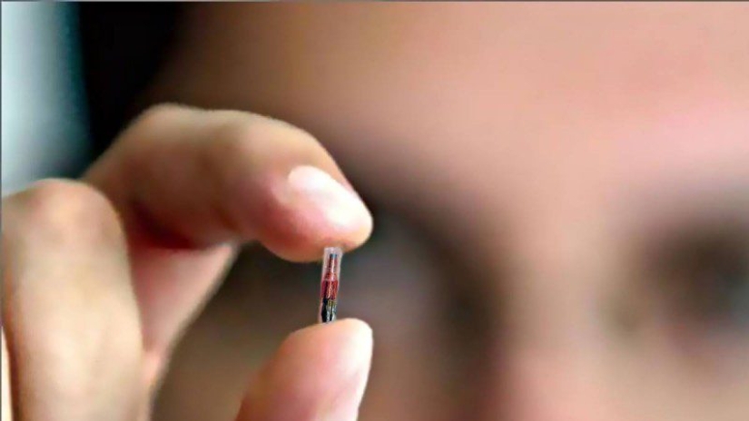 Escape from the "Matrix": mother hid children in the forest from chipping and almost starved to death Escape from the "Matrix": mother hid children in the forest from chipping and almost starved to death