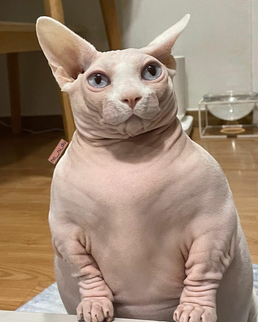 Esfinge gorda Zhadu se ha convertido en un favorito de los usuarios de las redes sociales Esfinge gorda Zhadu se ha convertido en un favorito de los usuarios de las redes sociales