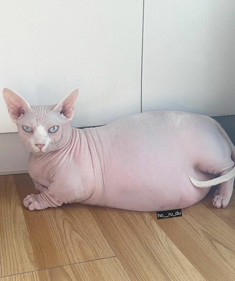 Esfinge gorda Zhadu se ha convertido en un favorito de los usuarios de las redes sociales Esfinge gorda Zhadu se ha convertido en un favorito de los usuarios de las redes sociales