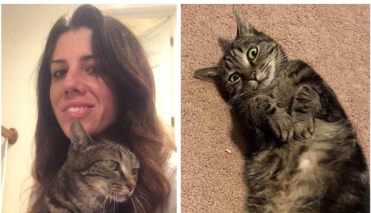 "Espérame y volveré": un gato desaparecido conoció a su dueño después de 13 años de separación "Espérame y volveré": un gato desaparecido conoció a su dueño después de 13 años de separación