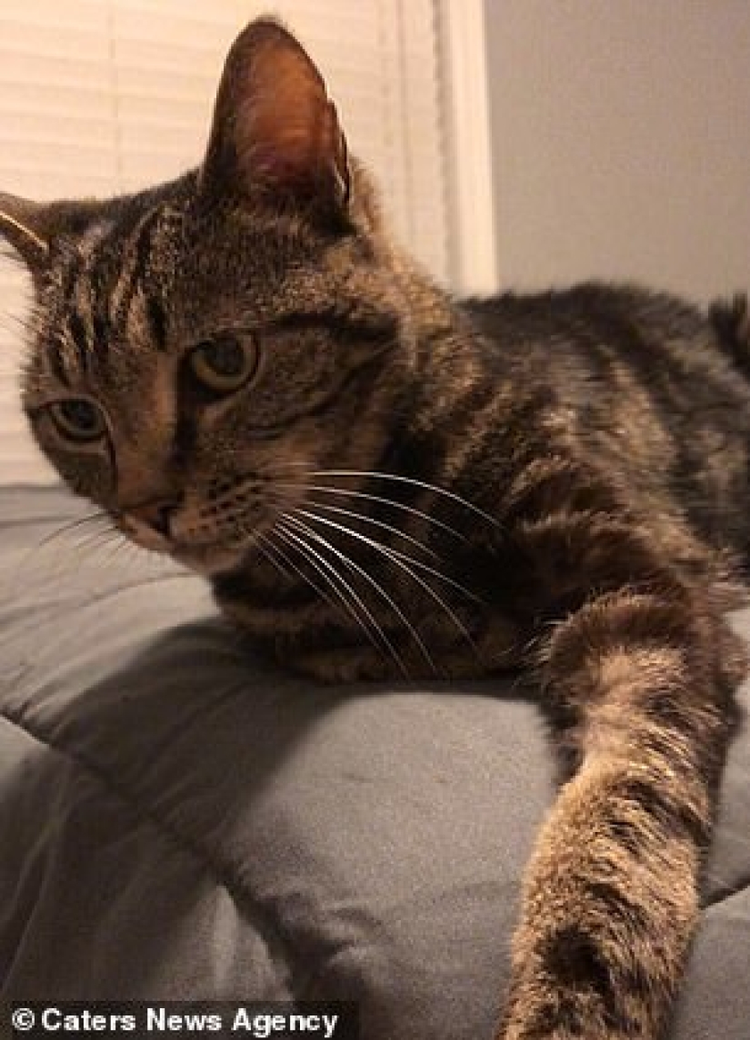 "Espérame y volveré": un gato desaparecido conoció a su dueño después de 13 años de separación