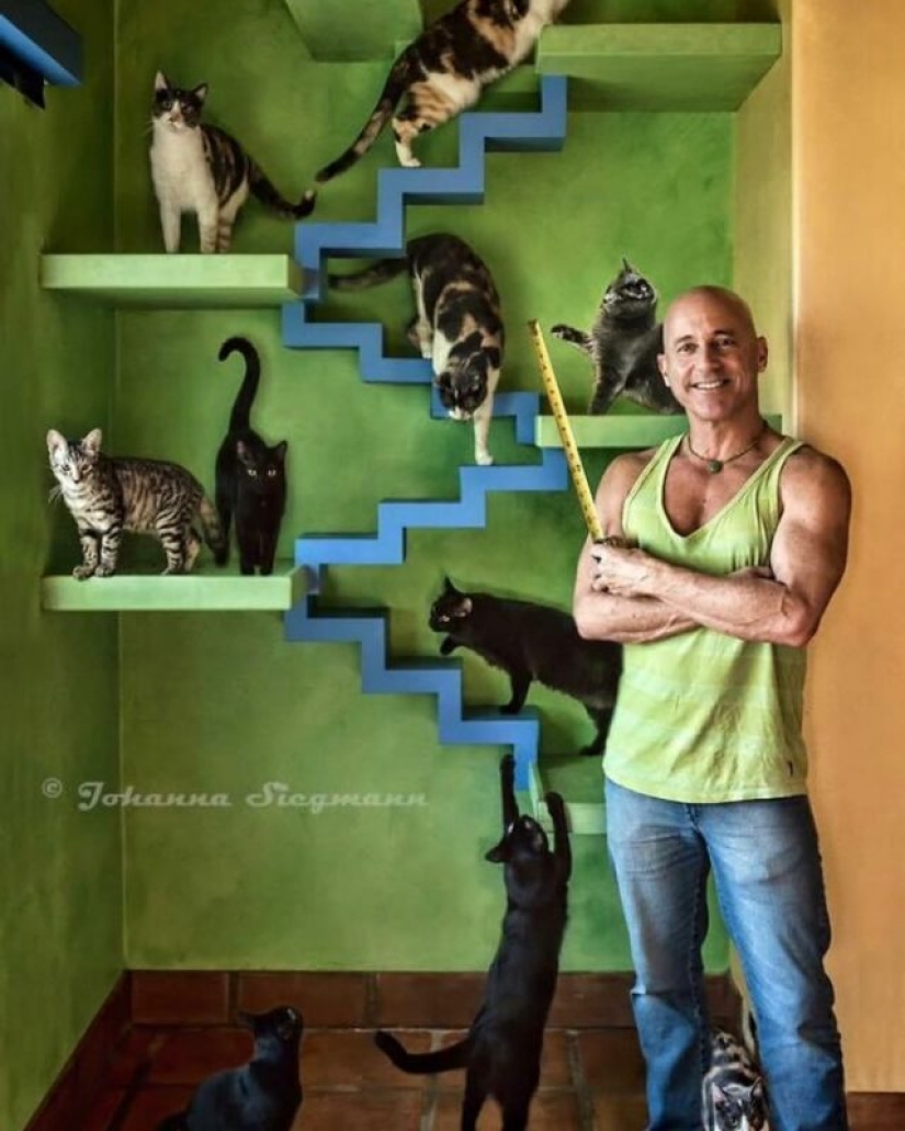 Este hombre diseñó el hogar perfecto para sus gatos