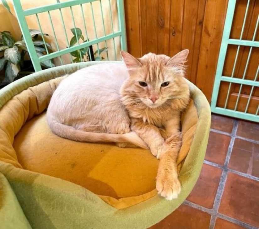 Este hombre diseñó el hogar perfecto para sus gatos