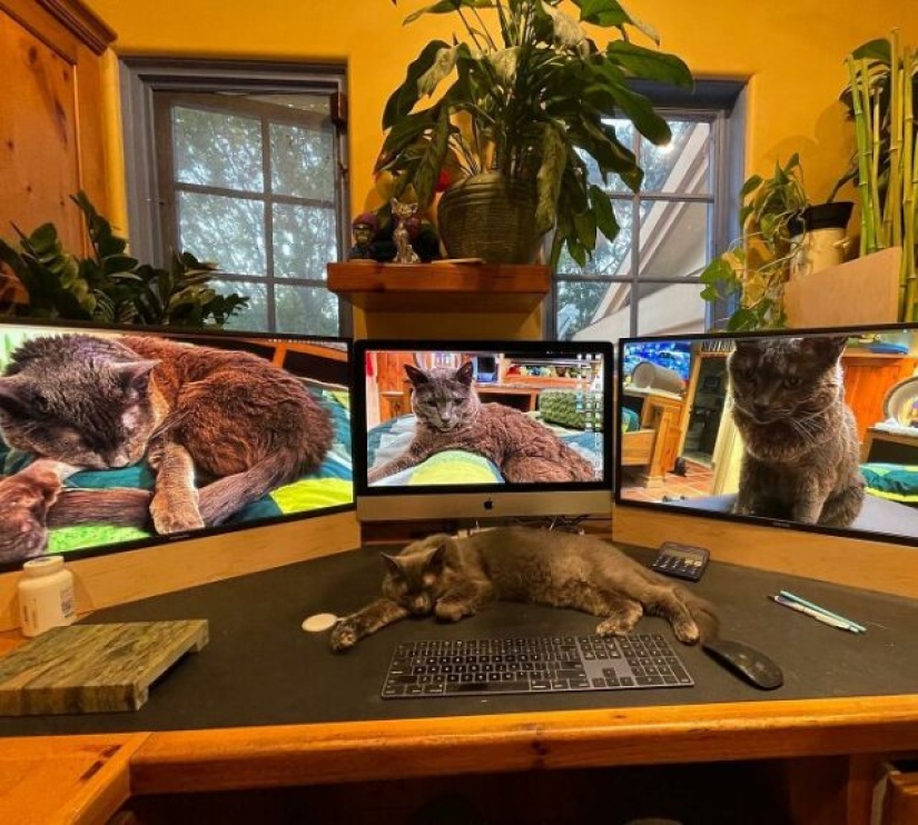 Este hombre diseñó el hogar perfecto para sus gatos