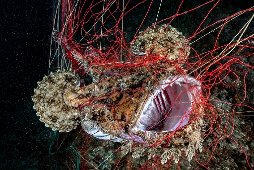 Este maravilloso mundo submarino: las mejores imágenes del concurso de fotografía submarina Ocean Art 2019 Este maravilloso mundo submarino: las mejores imágenes del concurso de fotografía submarina Ocean Art 2019