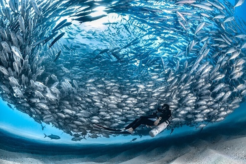 Este maravilloso mundo submarino: las mejores imágenes del concurso de fotografía submarina Ocean Art 2019 Este maravilloso mundo submarino: las mejores imágenes del concurso de fotografía submarina Ocean Art 2019