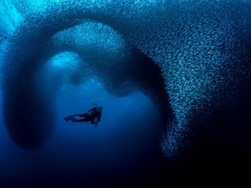 Este maravilloso mundo submarino: las mejores imágenes del concurso de fotografía submarina Ocean Art 2019 Este maravilloso mundo submarino: las mejores imágenes del concurso de fotografía submarina Ocean Art 2019