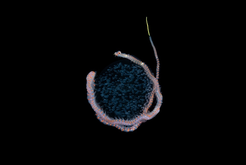 Este maravilloso mundo submarino: las mejores imágenes del concurso de fotografía submarina Ocean Art 2019 Este maravilloso mundo submarino: las mejores imágenes del concurso de fotografía submarina Ocean Art 2019