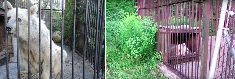 Este oso lleva 30 años esperando ser rescatado