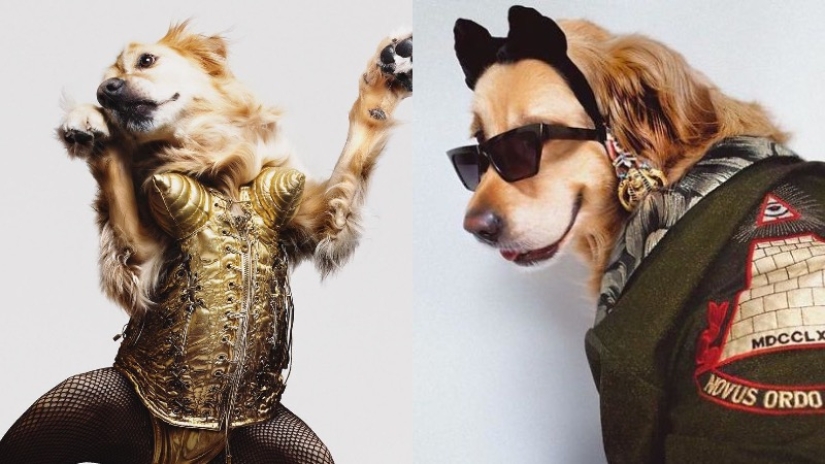 Este perro perdiguero se ha ganado un Oscar: una mascota que repite exactamente las imágenes escénicas de Madonna
