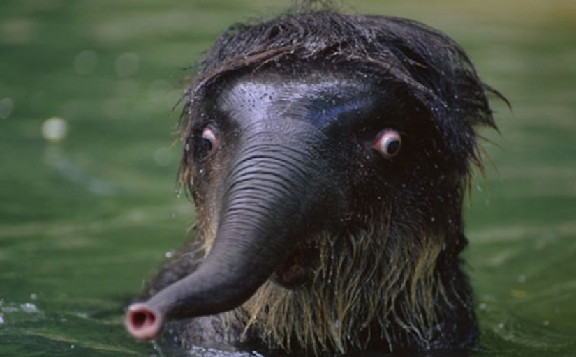 Estos animales nunca se convertirán en las estrellas de Animal Planet Estos animales nunca se convertirán en las estrellas de Animal Planet