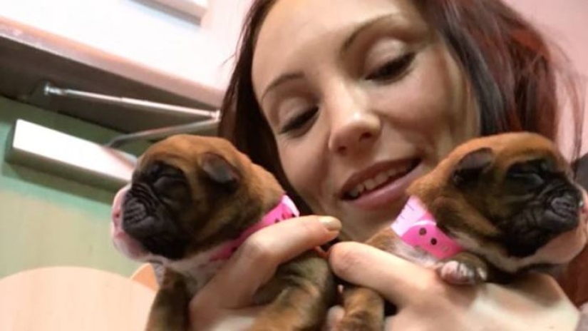 Estos cónyuges clonaron con éxito a su perro después de su muerte Estos cónyuges clonaron con éxito a su perro después de su muerte