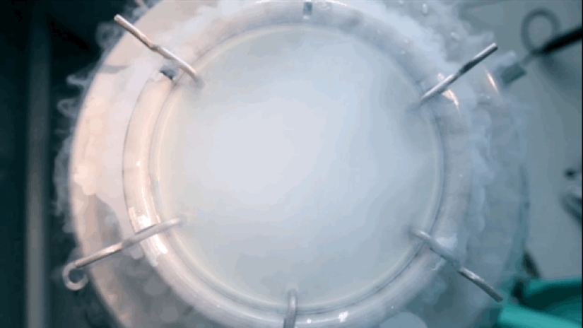 Estos cónyuges clonaron con éxito a su perro después de su muerte Estos cónyuges clonaron con éxito a su perro después de su muerte